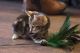 Bengal Cats for sale in Stamford, CT, USA. price: $500