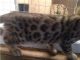 Bengal Cats for sale in Meriden, CT, USA. price: $500