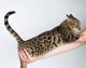Bengal Cats for sale in Little Rock, AR, USA. price: NA