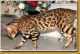Bengal Cats for sale in Deal Island, MD 21821, USA. price: NA