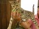 Bengal Cats for sale in Deal Island, MD 21821, USA. price: NA