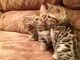 Cute Bengal kittens available for a new