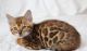 BENGAL KITTENS AVAILABLE ,