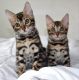 Bengal Cats for sale in Round Rock Ave, Round Rock, TX, USA. price: NA