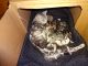 Bengal Cats for sale in Brookville, OH 45309, USA. price: NA