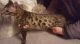 Bengal Cats for sale in Costa Mesa Dr, San Jose, CA 95111, USA. price: $500