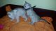 Bengal Cats for sale in Randallstown, MD 21133, USA. price: NA