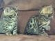 Bengal Cats for sale in BRIDGEWTR COR, VT 05035, USA. price: NA
