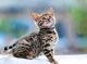 Bengal Cats for sale in KY-227, Owenton, KY 40359, USA. price: $300