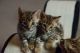 Bengal Cats for sale in KY-44, Shepherdsville, KY 40165, USA. price: $400