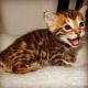 Bengal Cats for sale in Las Vegas, NV, USA. price: $400