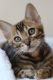 Bengal Cats for sale in Philadelphia, PA 19107, USA. price: NA