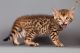 Bengal Cats for sale in Virginia Beach, VA, USA. price: NA
