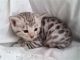 Bengal Cats for sale in Virginia Beach, VA, USA. price: NA