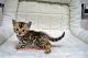 cute male and female Bengal kittens for adoption...