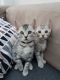 Cute Bengal kittens needs a new homes