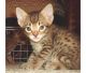 Bengal Cats for sale in Philadelphia, PA 19107, USA. price: NA