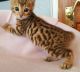 Bengal Cats for sale in Dayton, OH 45437, USA. price: NA