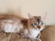 Bengal Cats for sale in Vine Grove, KY, USA. price: $1,000