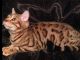 Bengal Cats for sale in Campbellsville, KY 42718, USA. price: $1,200