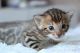 Bengal Cats for sale in AR-5, Little Rock, AR, USA. price: NA