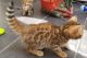 hgbv Bengal Kittens for sale