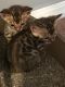 TICA Bengal kittens