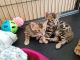 Magnificent Bengal Kittens for Adoption