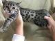 Bengal Cats for sale in Vandalia, OH, USA. price: NA