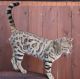Bengal Cats for sale in San Diego, CA 92126, USA. price: $1,300