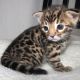 Bengal Cats for sale in Texas City, TX, USA. price: NA