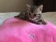 Bengal Cats for sale in Kentucky Oaks Dr, Las Vegas, NV 89117, USA. price: $600