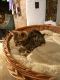 Bengal Cats for sale in Texas City, TX, USA. price: NA