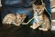 Bengal Cats for sale in AR-365, White Hall, AR 71602, USA. price: NA