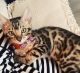 Bengal Cats for sale in Sherwood, AR, USA. price: NA