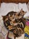 Bengal Cats for sale in San Diego, CA, USA. price: $5