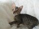 Bengal Cats for sale in Richmond, KY, USA. price: $1,500
