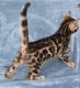 Bengal Cats for sale in Chicago, IL, USA. price: $1,300
