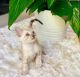 Bengal Cats for sale in Galveston, TX, USA. price: NA