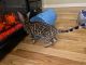 Bengal Cats for sale in Chicago, IL, USA. price: $1,750