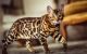 Bengal Cats for sale in Rehoboth Beach, DE, USA. price: NA