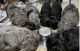 Bergamasco Puppies for sale in Georgetown, GA, USA. price: NA