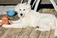Berger Blanc Suisse Puppies for sale in Dallas-Fort Worth Metropolitan Area, TX, USA. price: $1,500