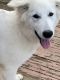 Berger Blanc Suisse Puppies for sale in Dallas-Fort Worth Metropolitan Area, TX, USA. price: $1,500