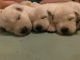 Berger Blanc Suisse Puppies for sale in Tallahassee, FL, USA. price: $1