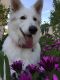 Berger Blanc Suisse Puppies for sale in Laguna Hills, CA, USA. price: NA
