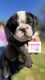Berger Picard Puppies for sale in Spiro, OK 74959, USA. price: $3,000