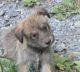 Berger Picard Puppies for sale in Antioch, CA, USA. price: NA
