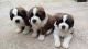 Berger Picard Puppies for sale in Montgomery, AL, USA. price: NA
