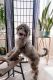 Bernedoodle Puppies for sale in Los Angeles, CA, USA. price: NA